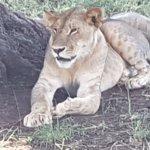 Gaststätte Green Horse