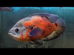 Meeresaquarium Exotarium Nautiland e.V