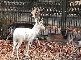 Tiergarten Sonneberg-Neufang